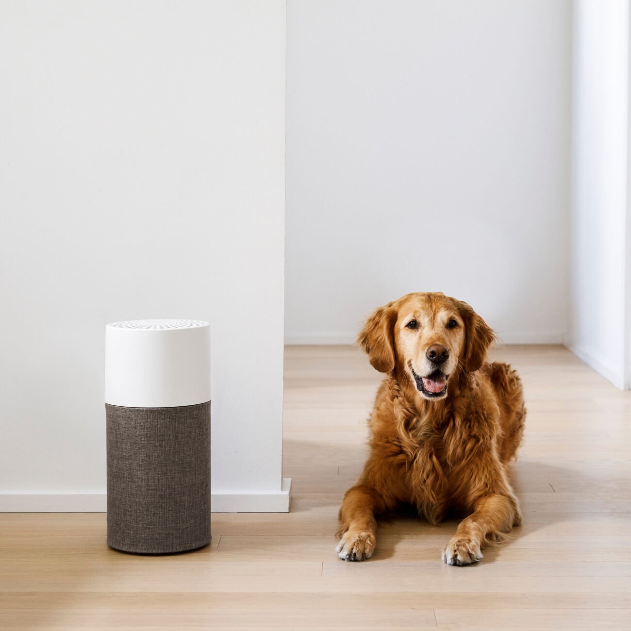 Luftreiniger für Haustierbesitzer im Herbst – Fellwechsel & Allergene im Griff